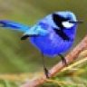 Blue Wren